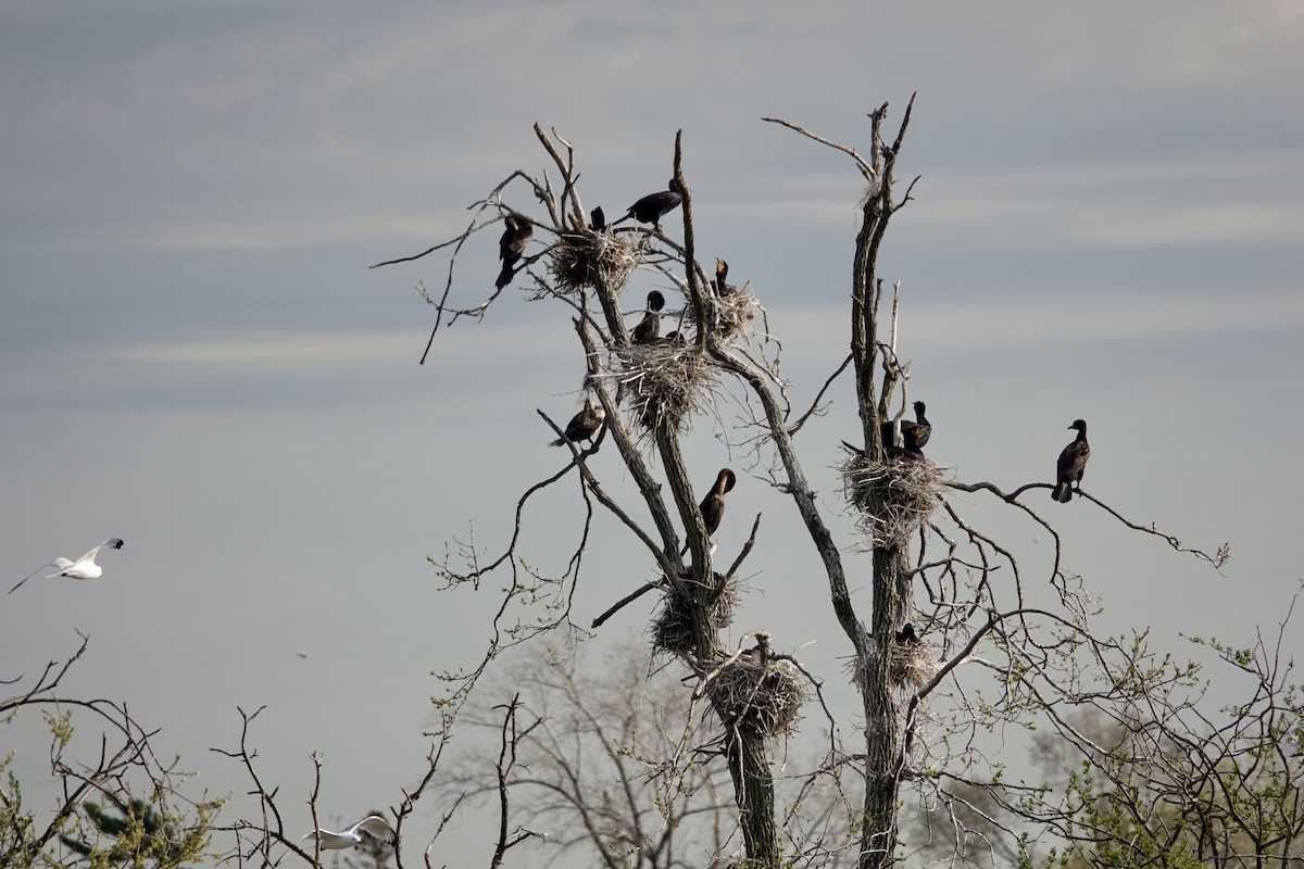 Double-crested Cormorant - ML635855120