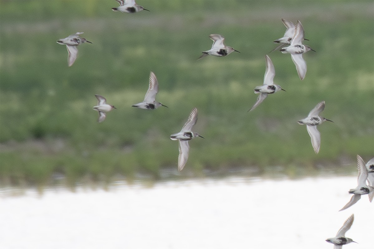 peep sp. - ML635855147