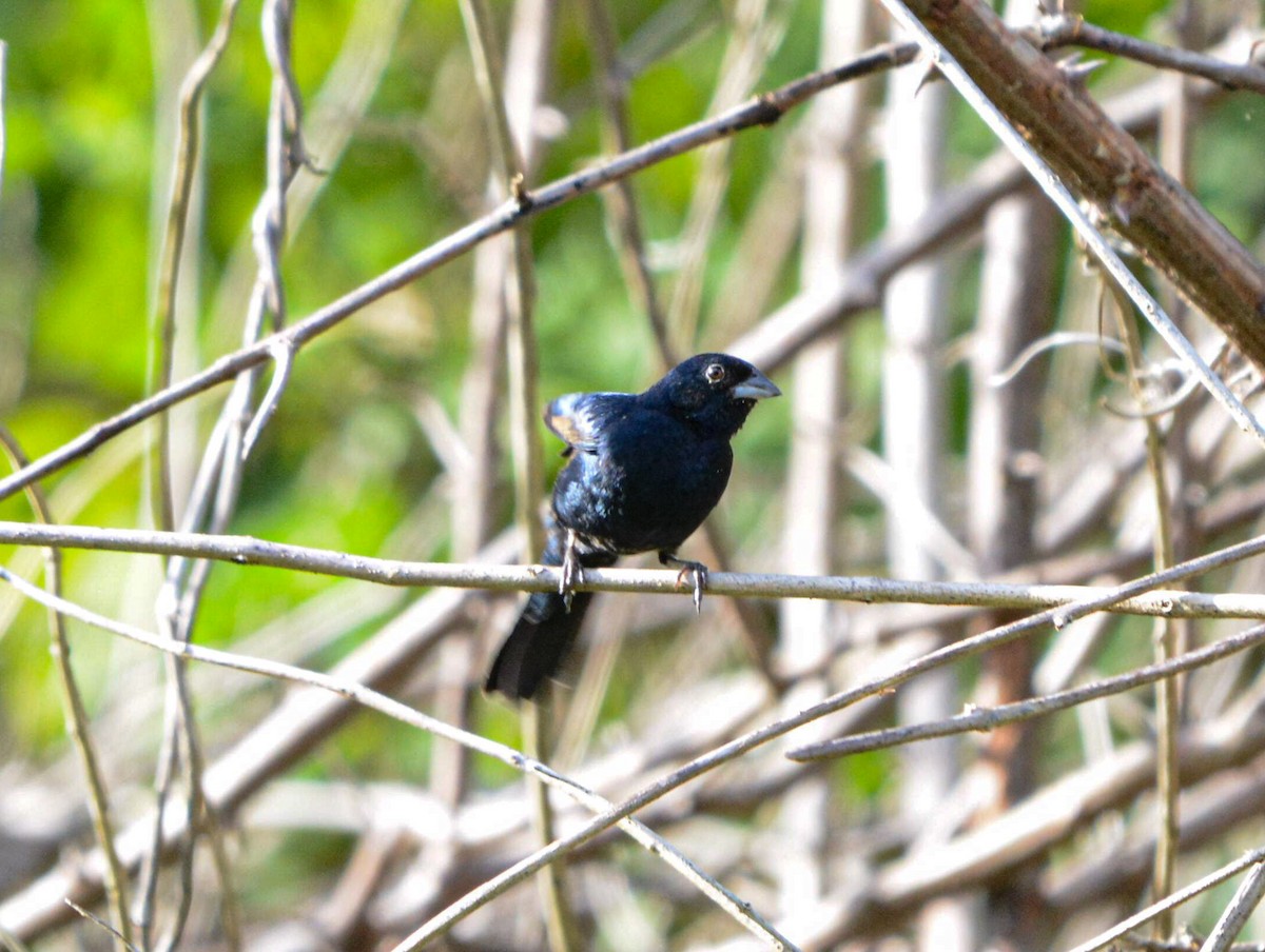 Blue Seedeater - ML635855229