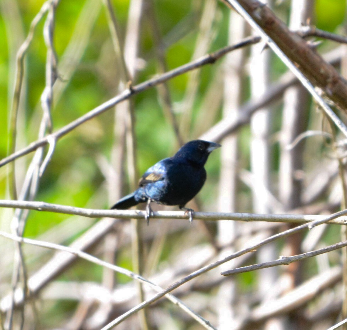 Blue Seedeater - ML635855230