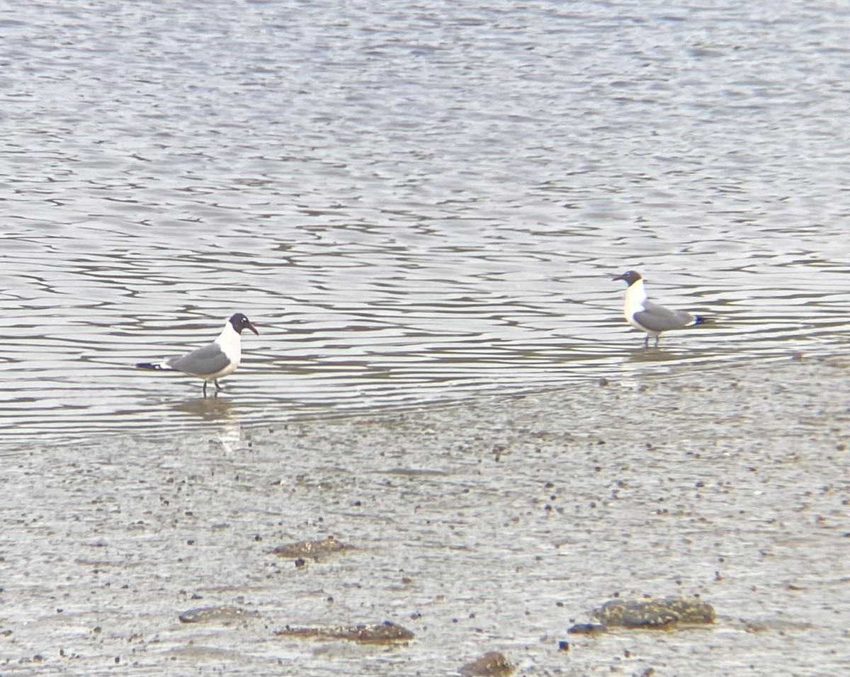 Gaviota Guanaguanare - ML635855626