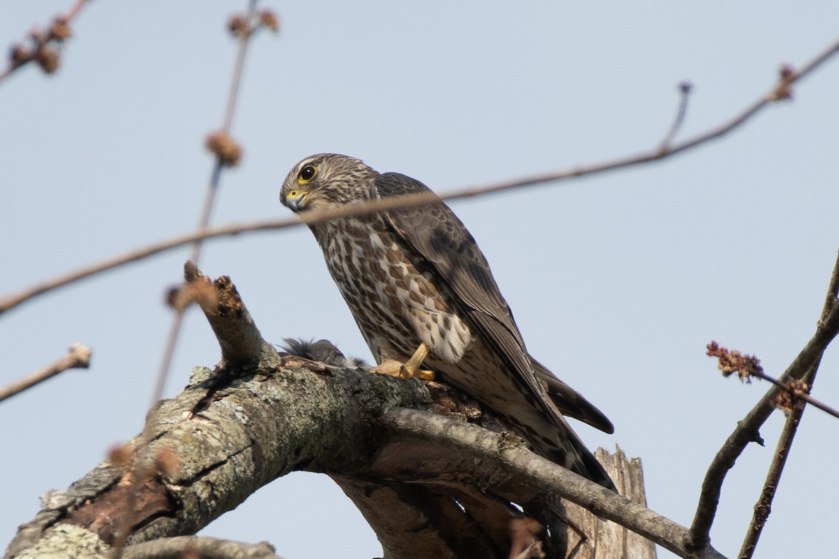 Merlin - ML635855679