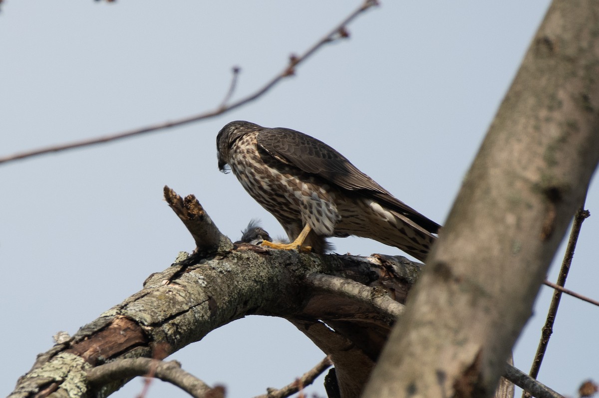 Merlin - ML635855680