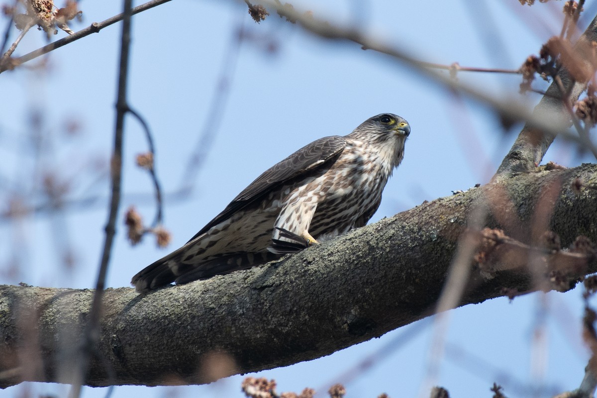 Merlin - ML635855681