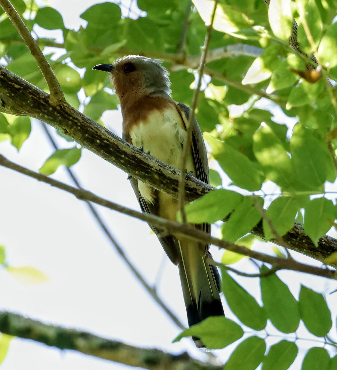 Dwarf Cuckoo - ML635855713