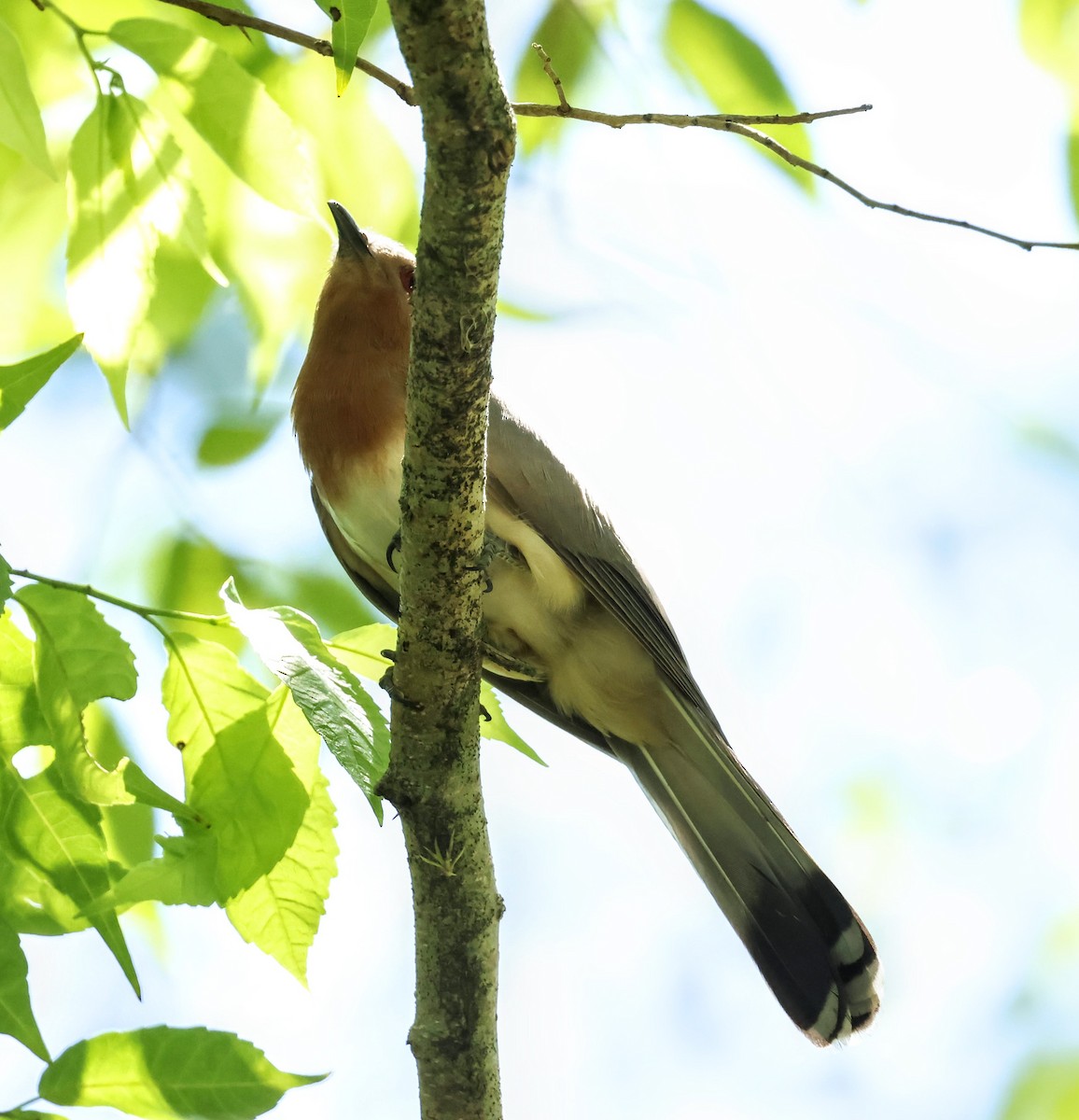 Dwarf Cuckoo - ML635855714