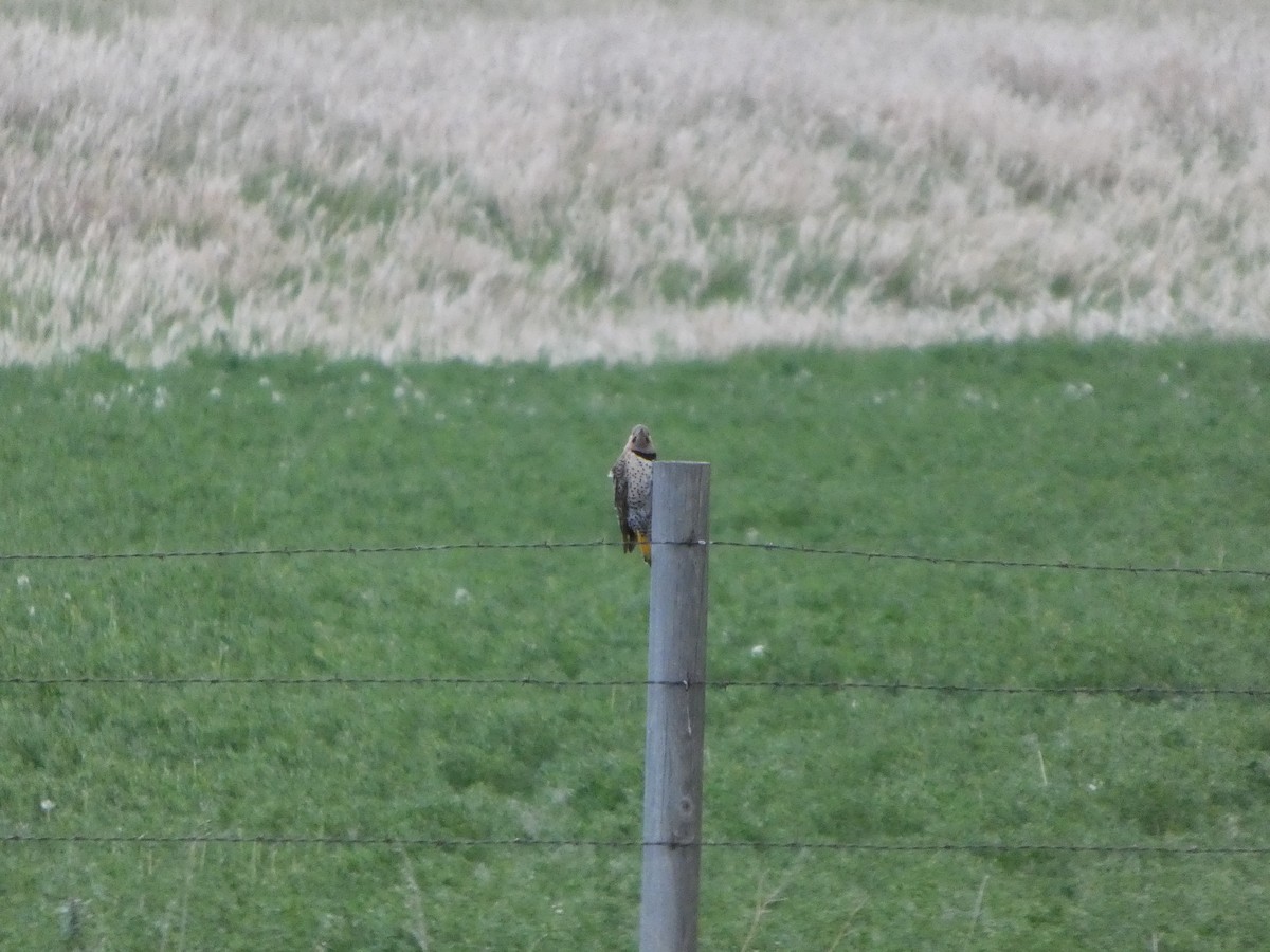 Northern Flicker (Yellow-shafted) - ML635855747