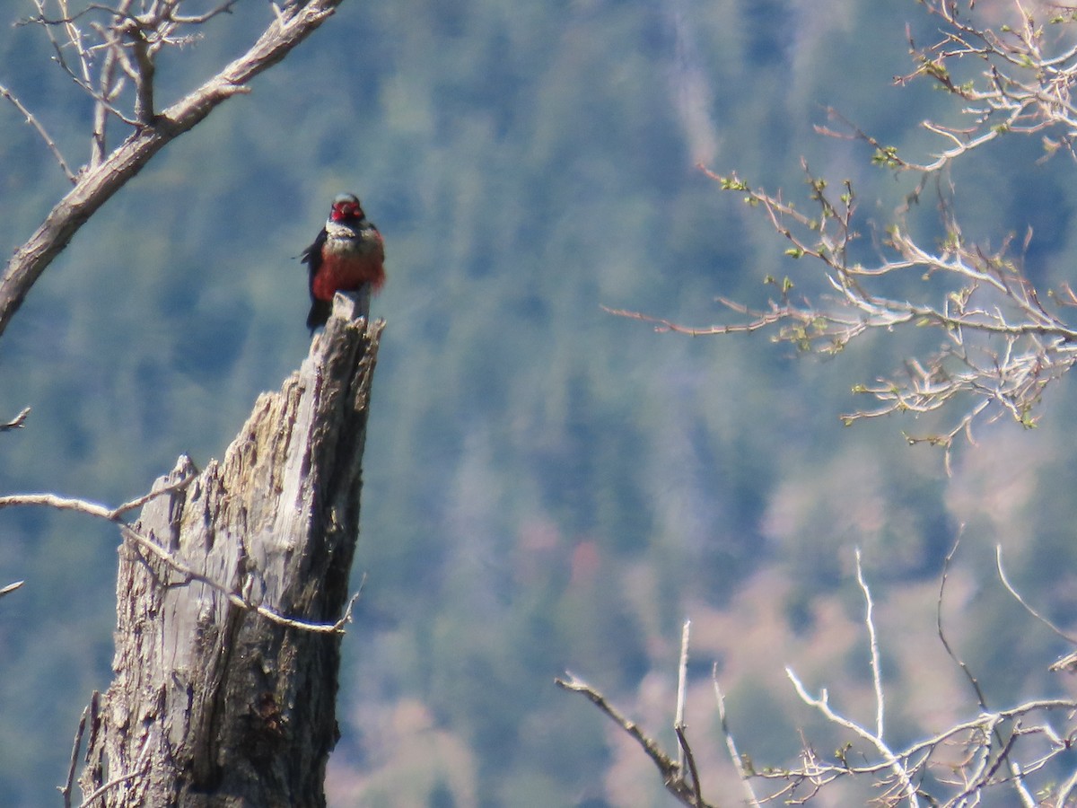 Lewis's Woodpecker - ML635855751