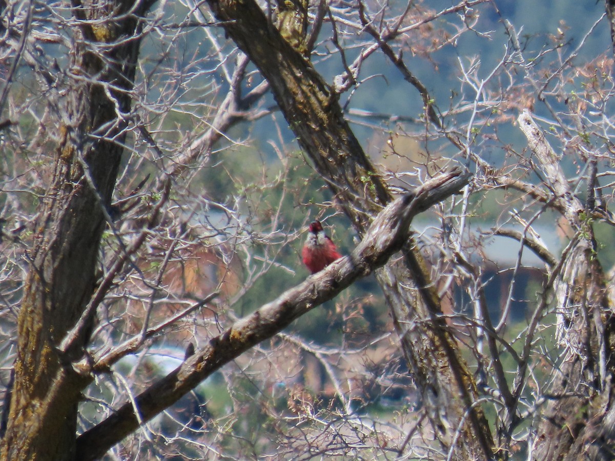 Lewis's Woodpecker - ML635855752