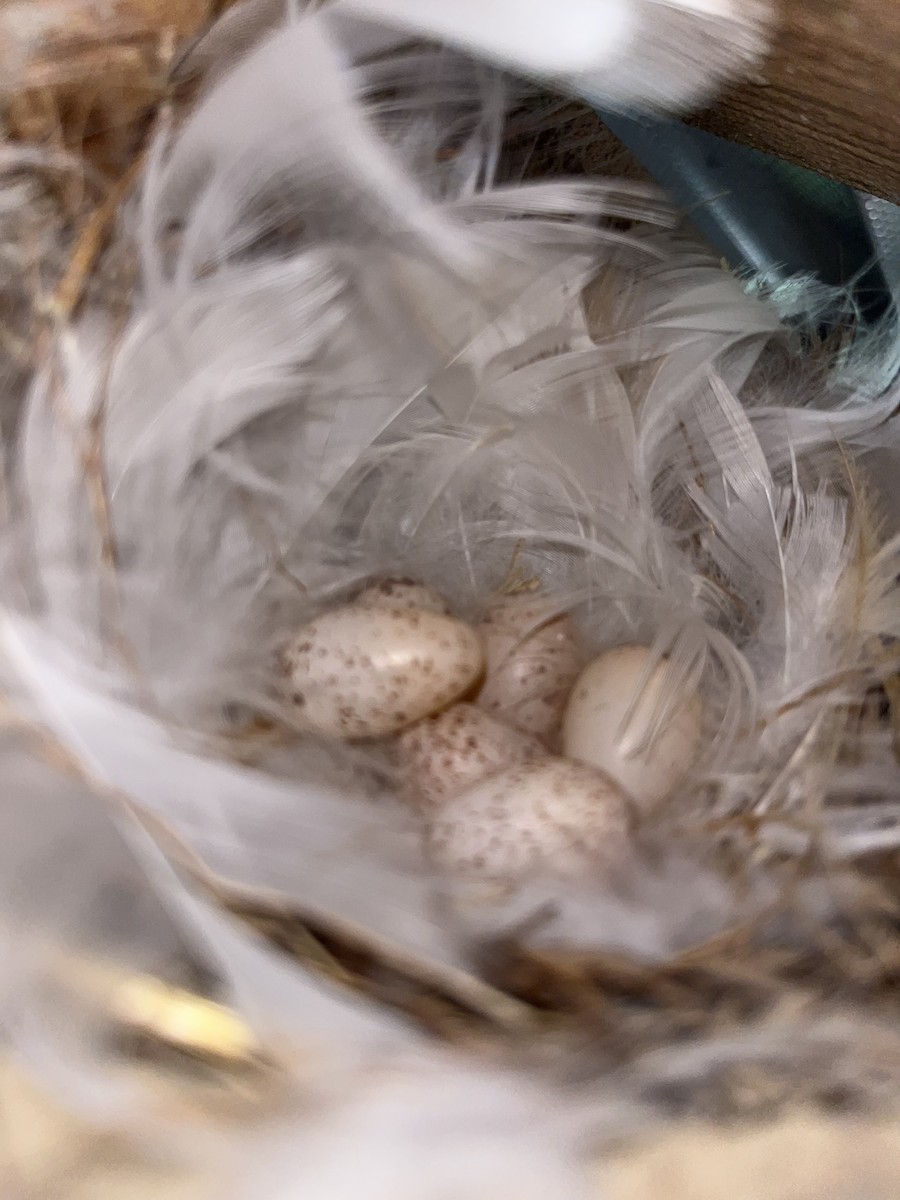 Barn Swallow - ML635855759