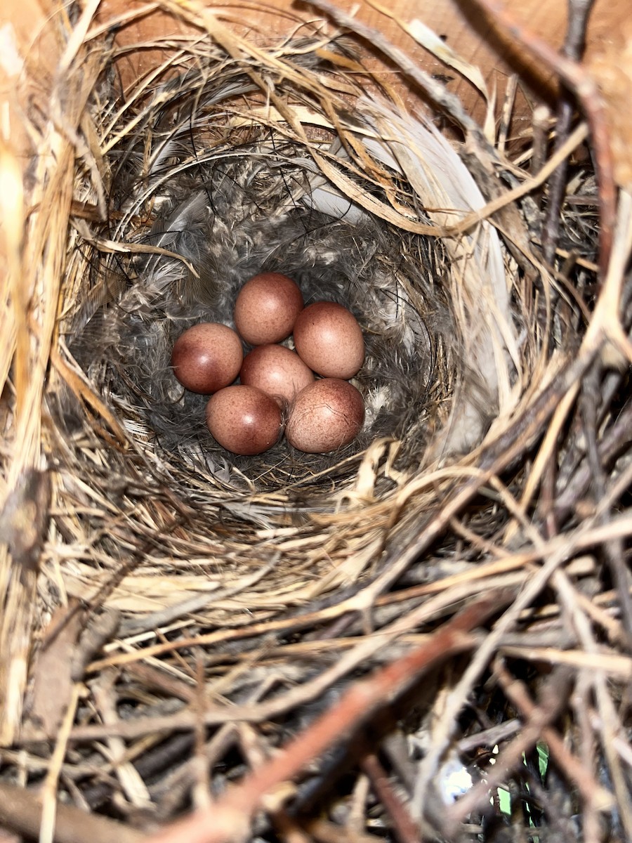 Northern House Wren - ML635855779