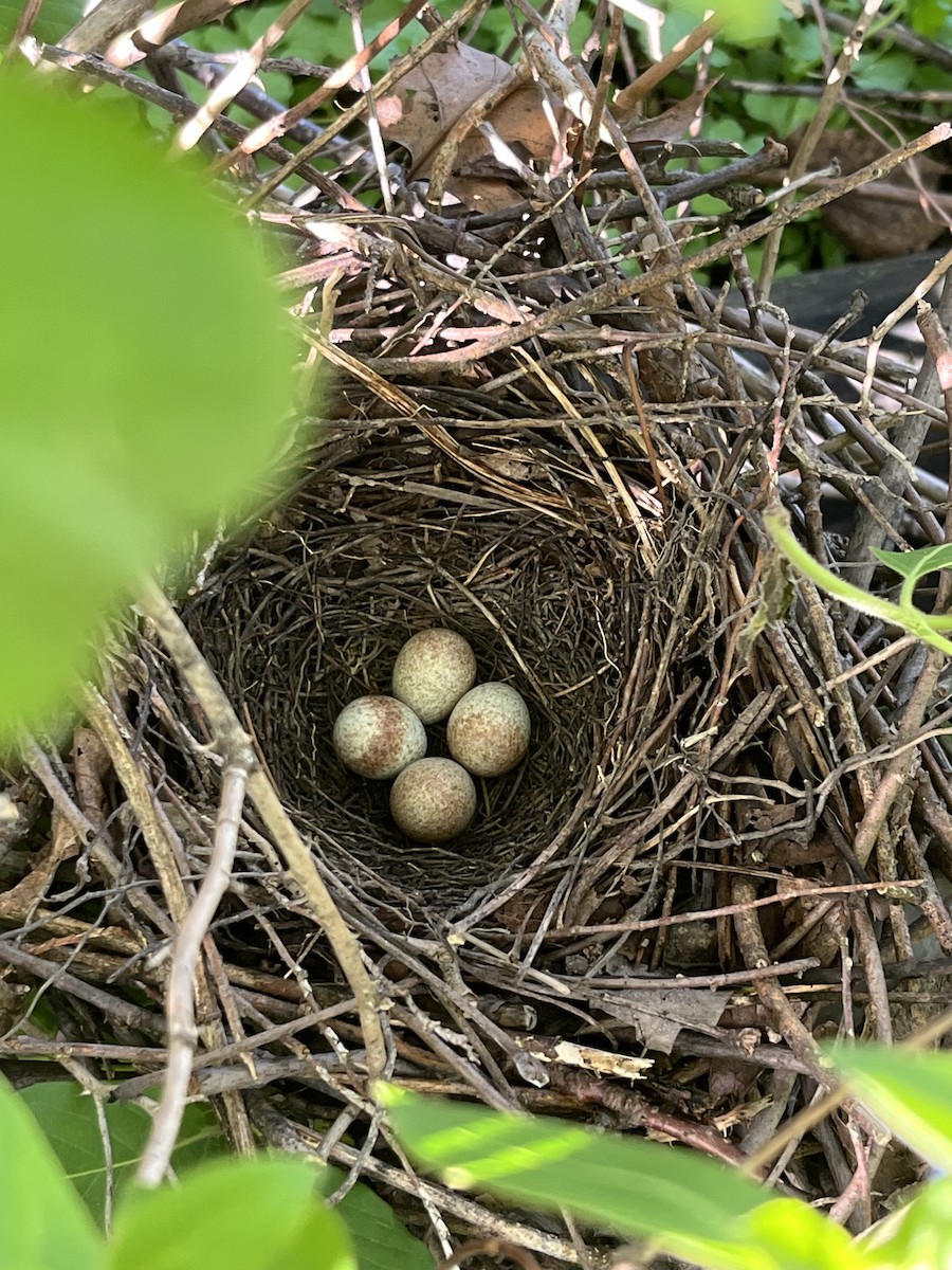 Brown Thrasher - ML635855797