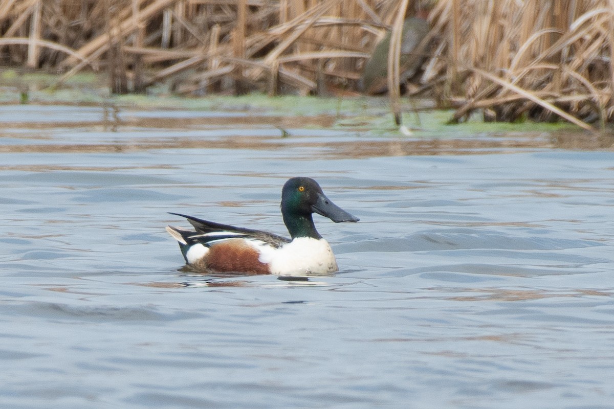 Northern Shoveler - ML635855821