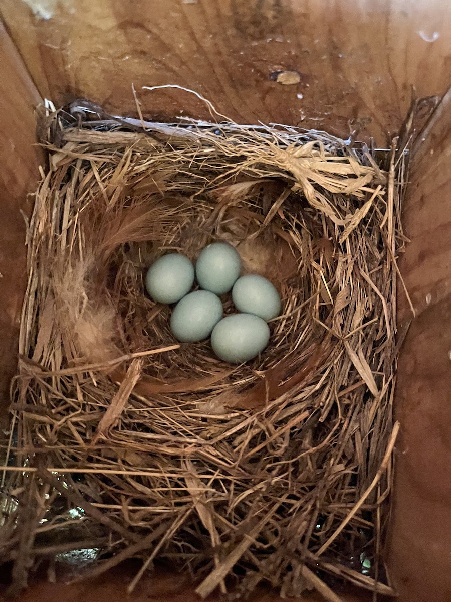 Eastern Bluebird - ML635855822