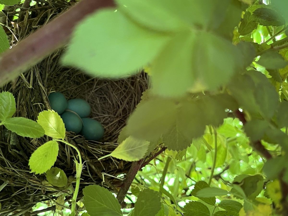 American Robin - ML635855836