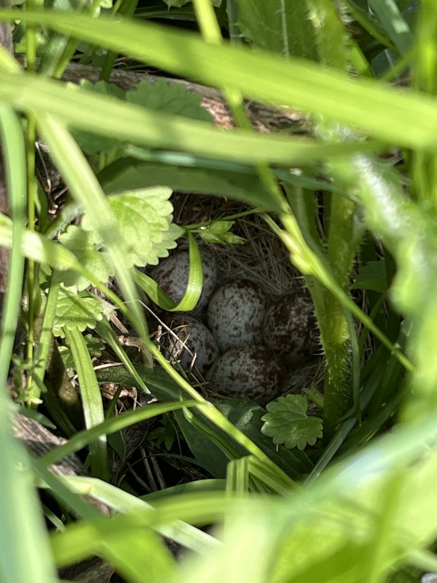 Song Sparrow - ML635855843