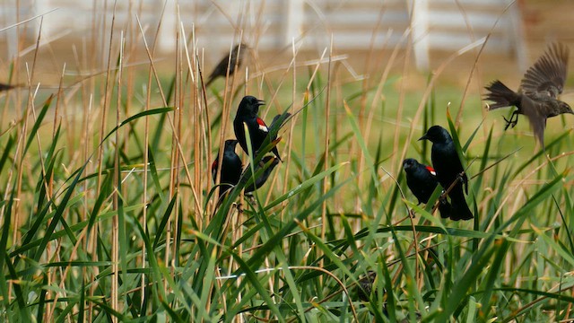 Tricolored Blackbird - ML635855933