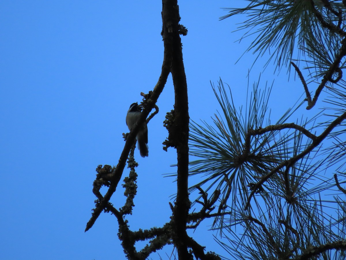 Summer Tanager - ML635856061