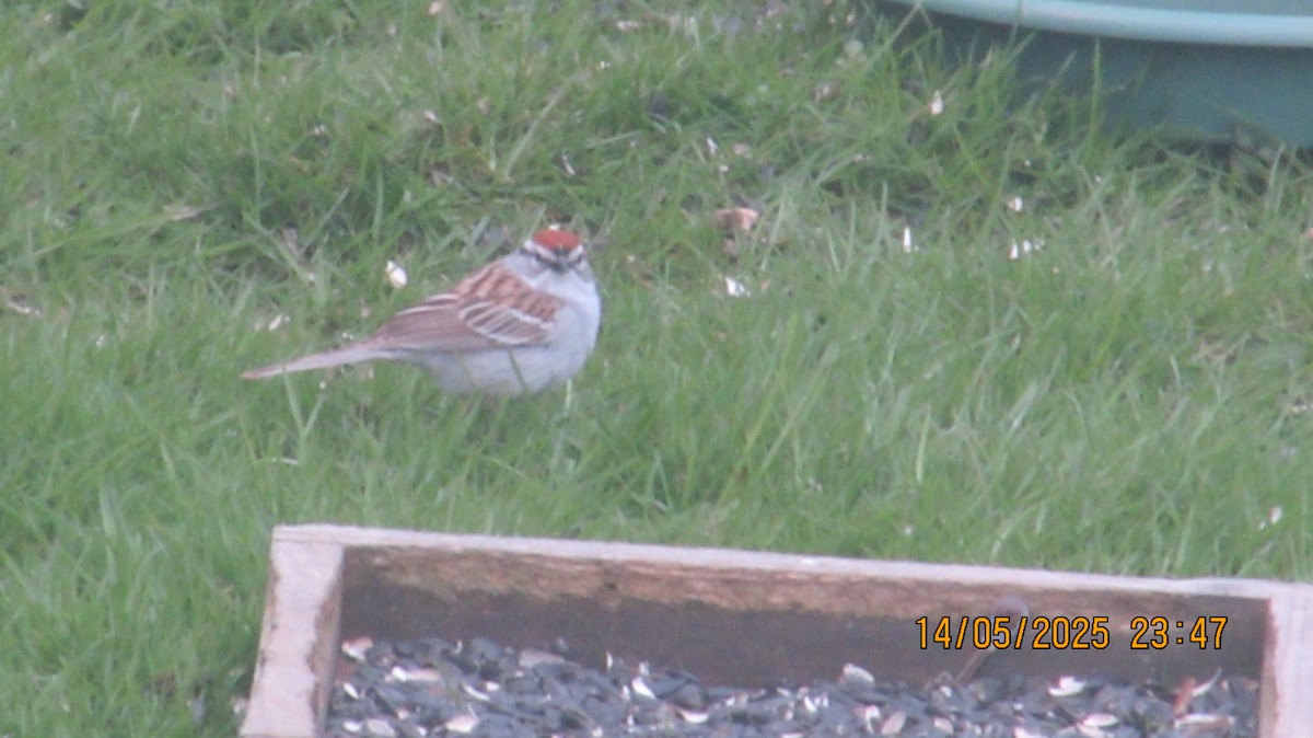 Chipping Sparrow - ML635856067