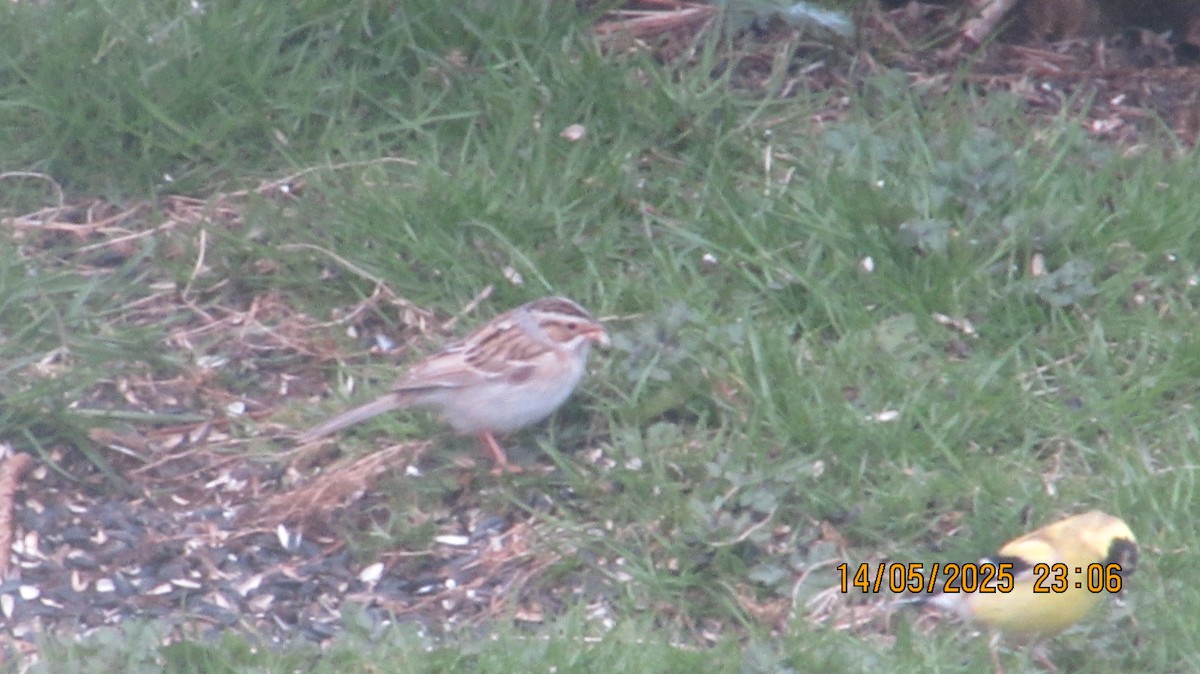 Clay-colored Sparrow - ML635856104