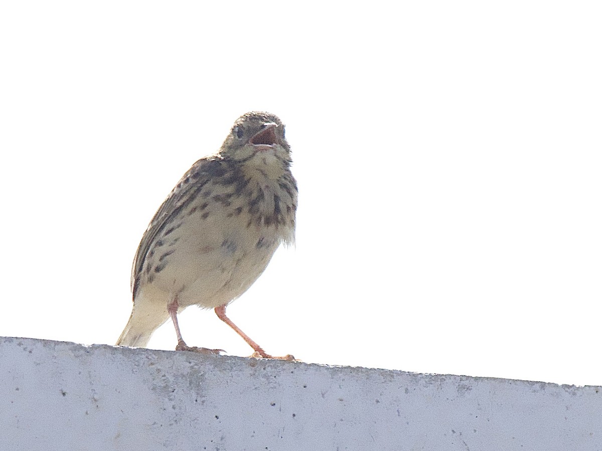 Peruvian Pipit - ML635856134