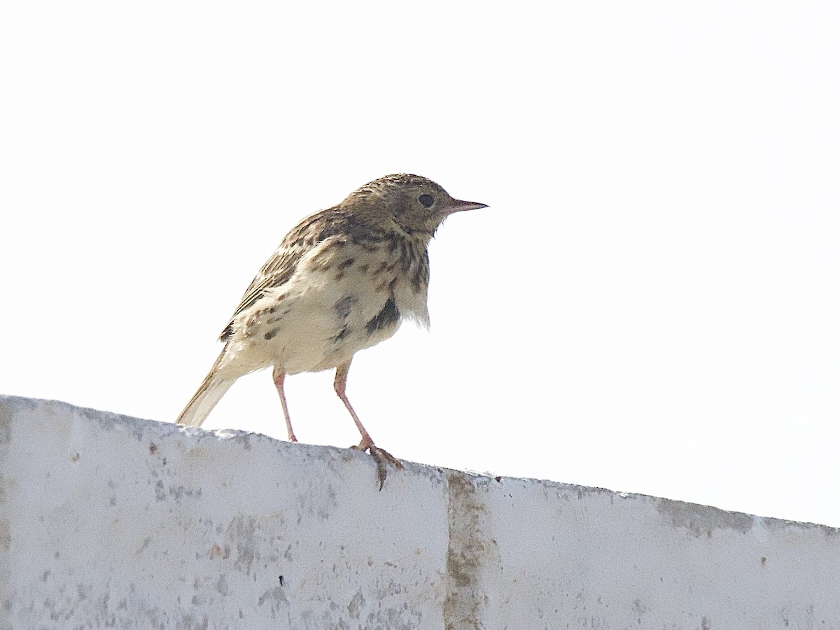Peruvian Pipit - ML635856135