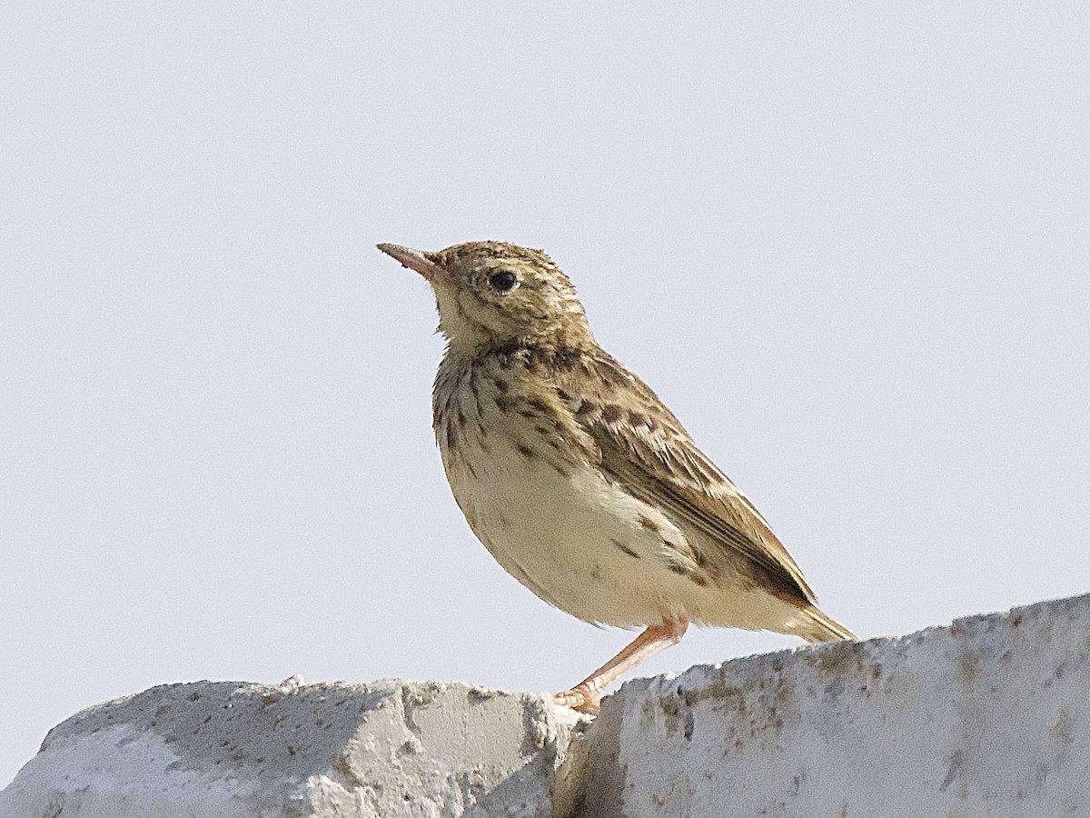 Peruvian Pipit - ML635856136