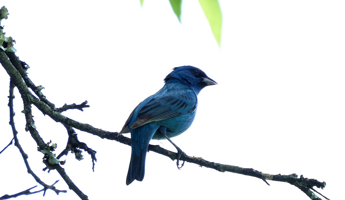 Indigo Bunting - ML635856162
