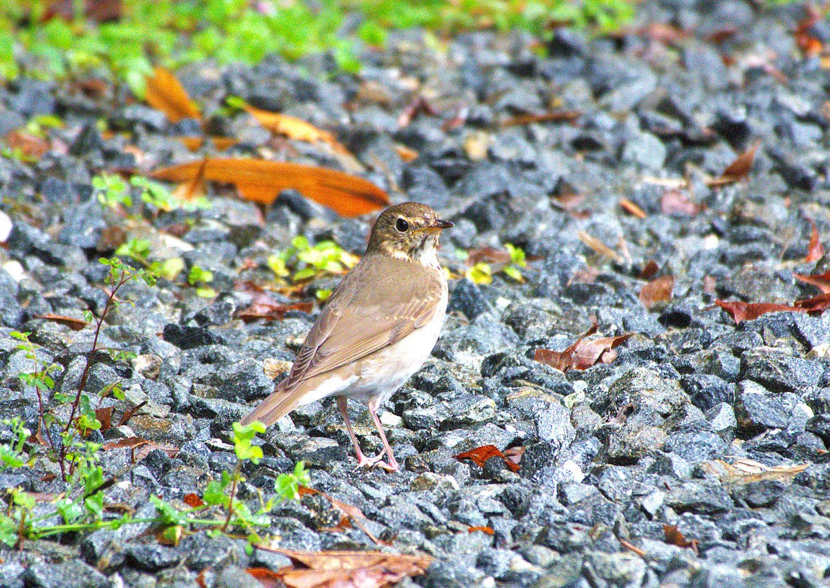 Swainson's Thrush - ML635856229
