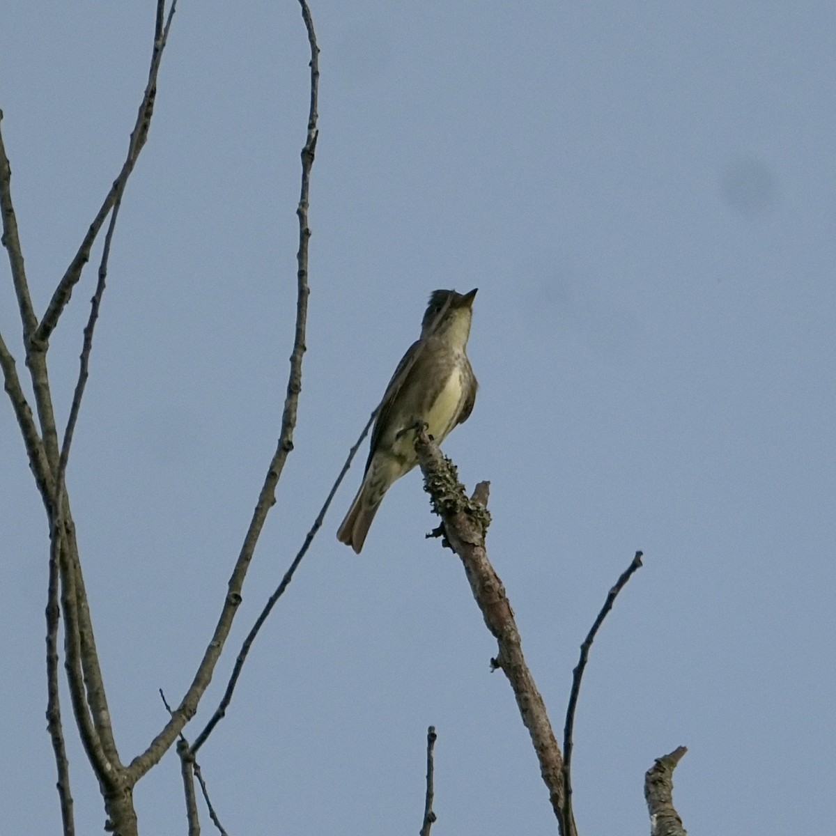 Olive-sided Flycatcher - ML635856292