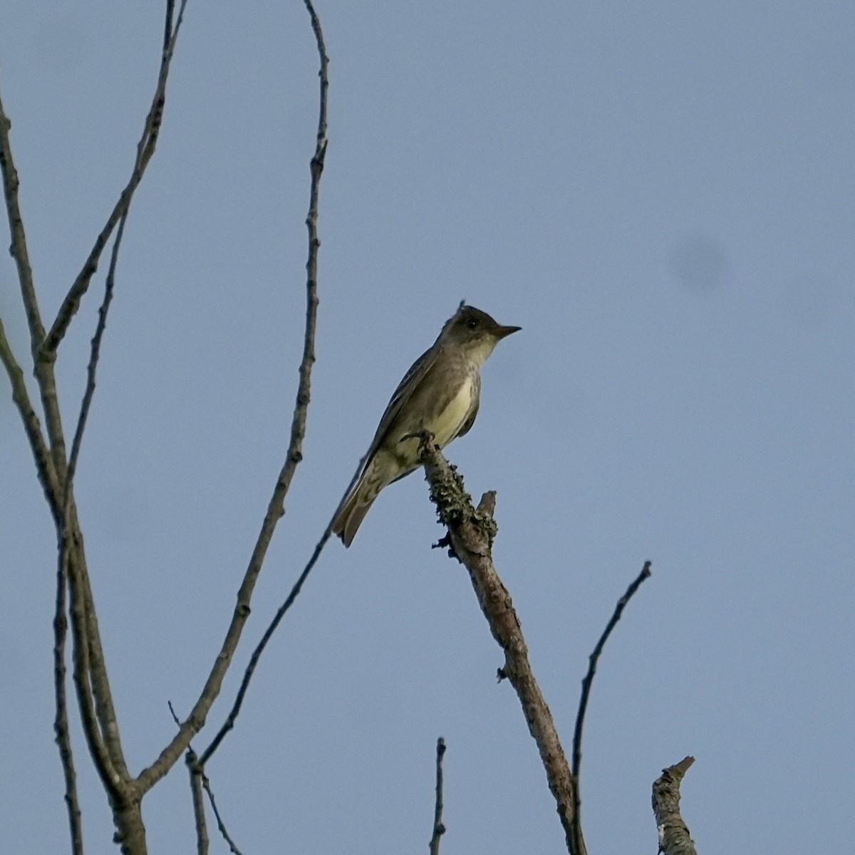 Olive-sided Flycatcher - ML635856293