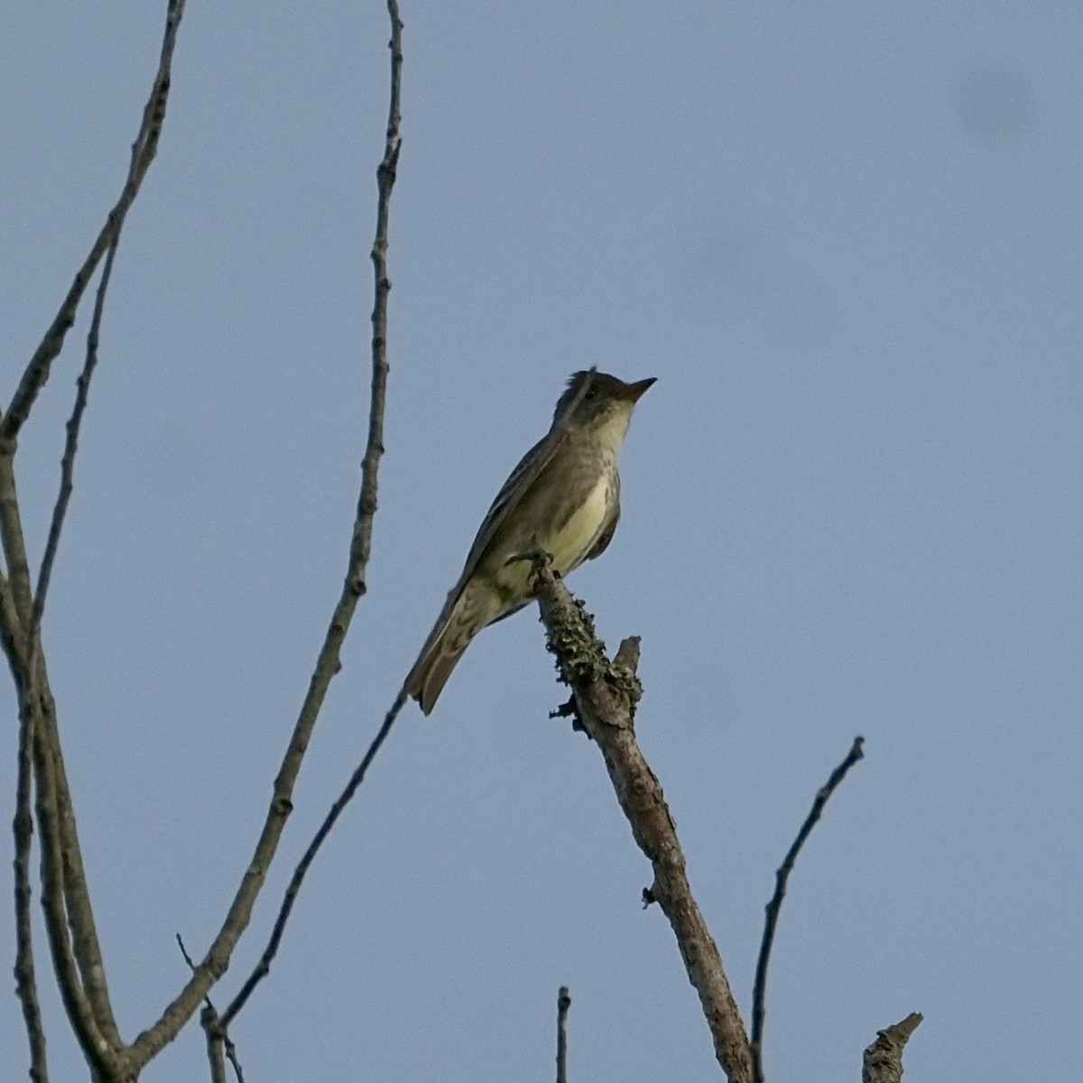 Olive-sided Flycatcher - ML635856294