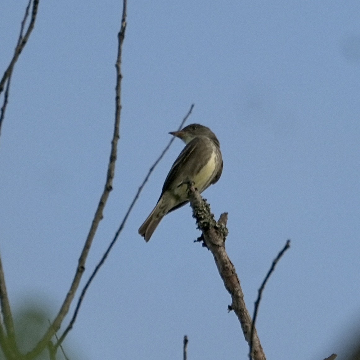 Olive-sided Flycatcher - ML635856295