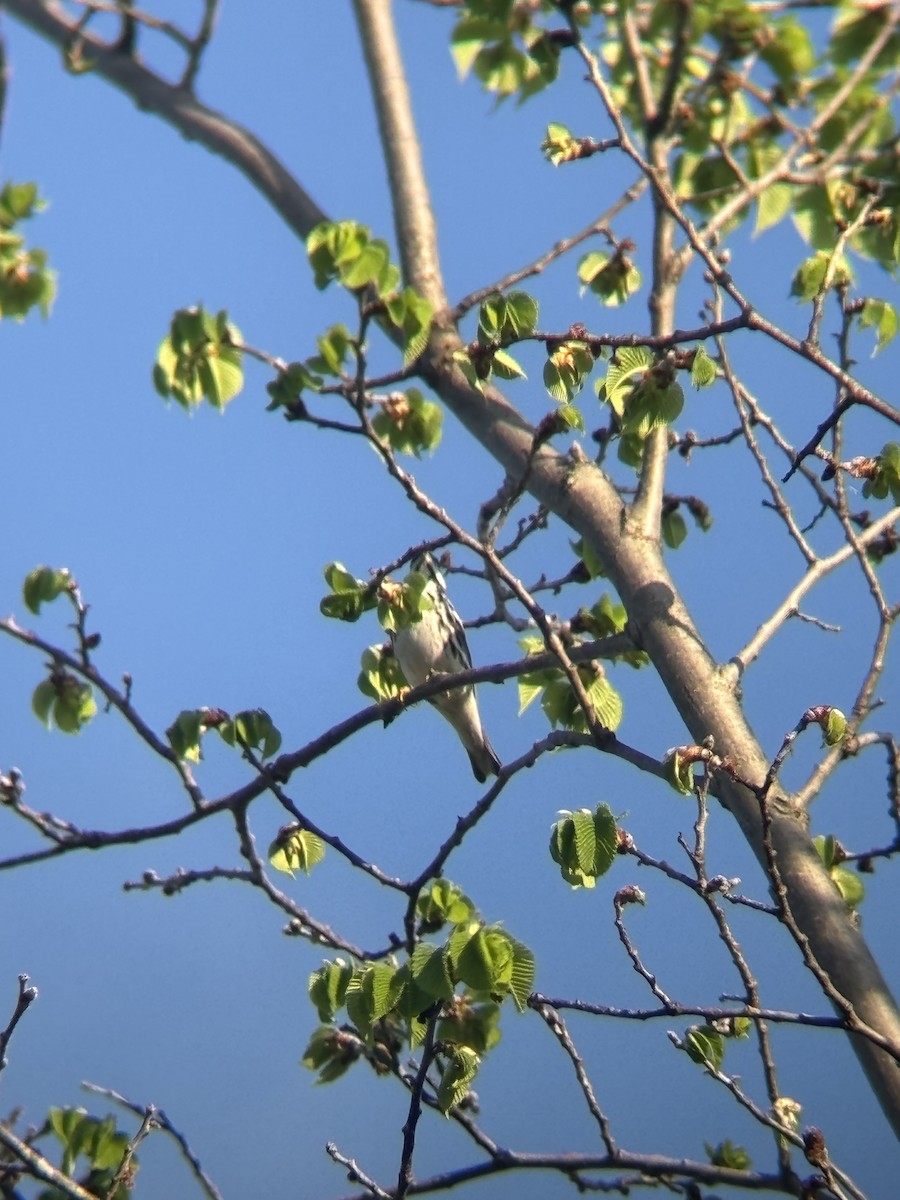 Blackpoll Warbler - ML635856351