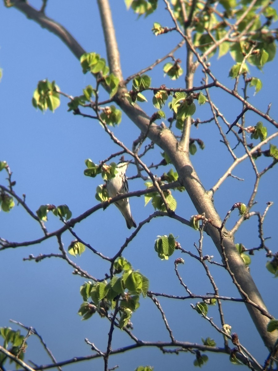Blackpoll Warbler - ML635856352