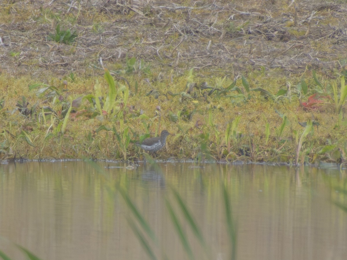 Набережник плямистий - ML635856463