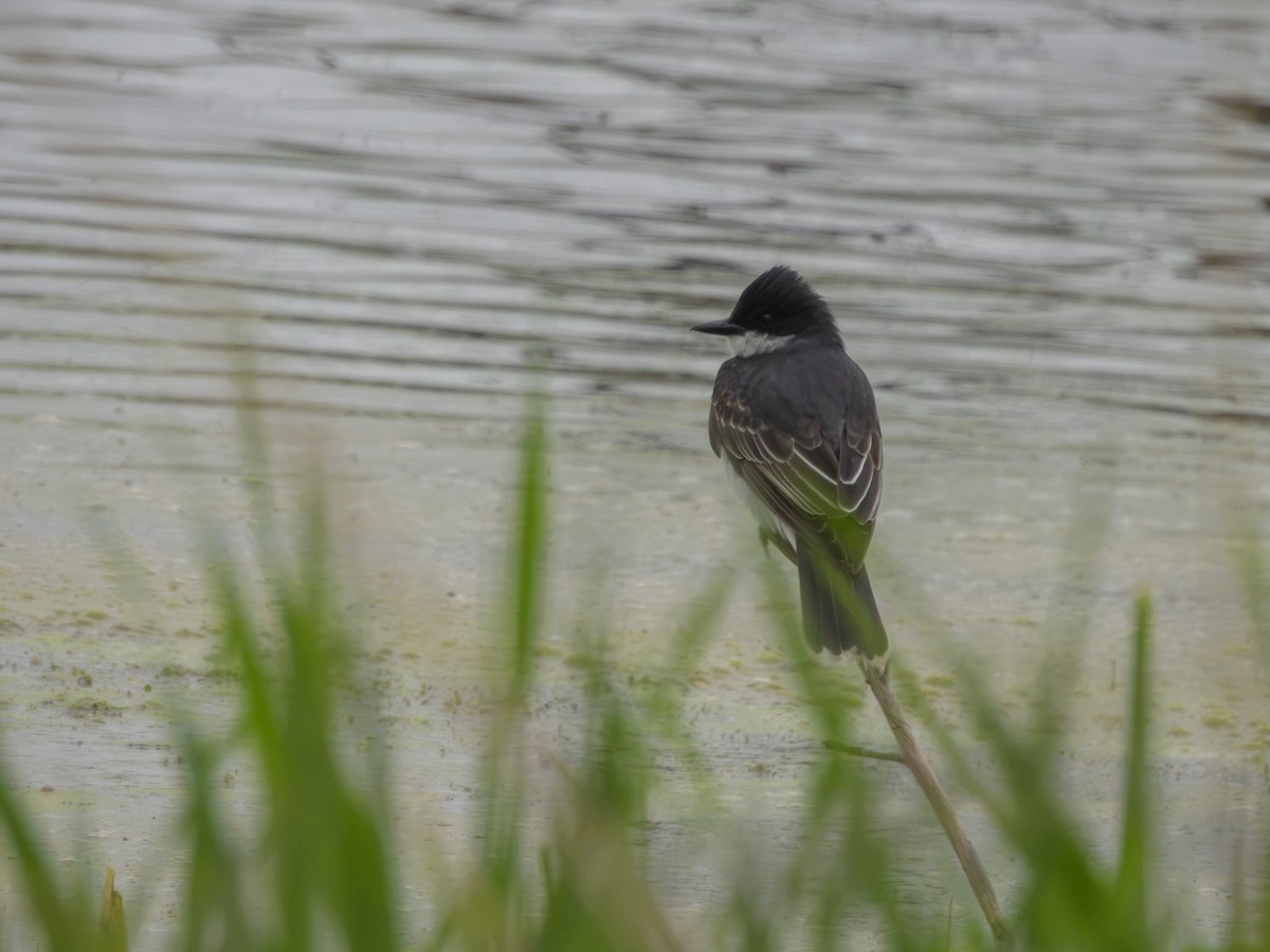 Тиран королівський - ML635856470