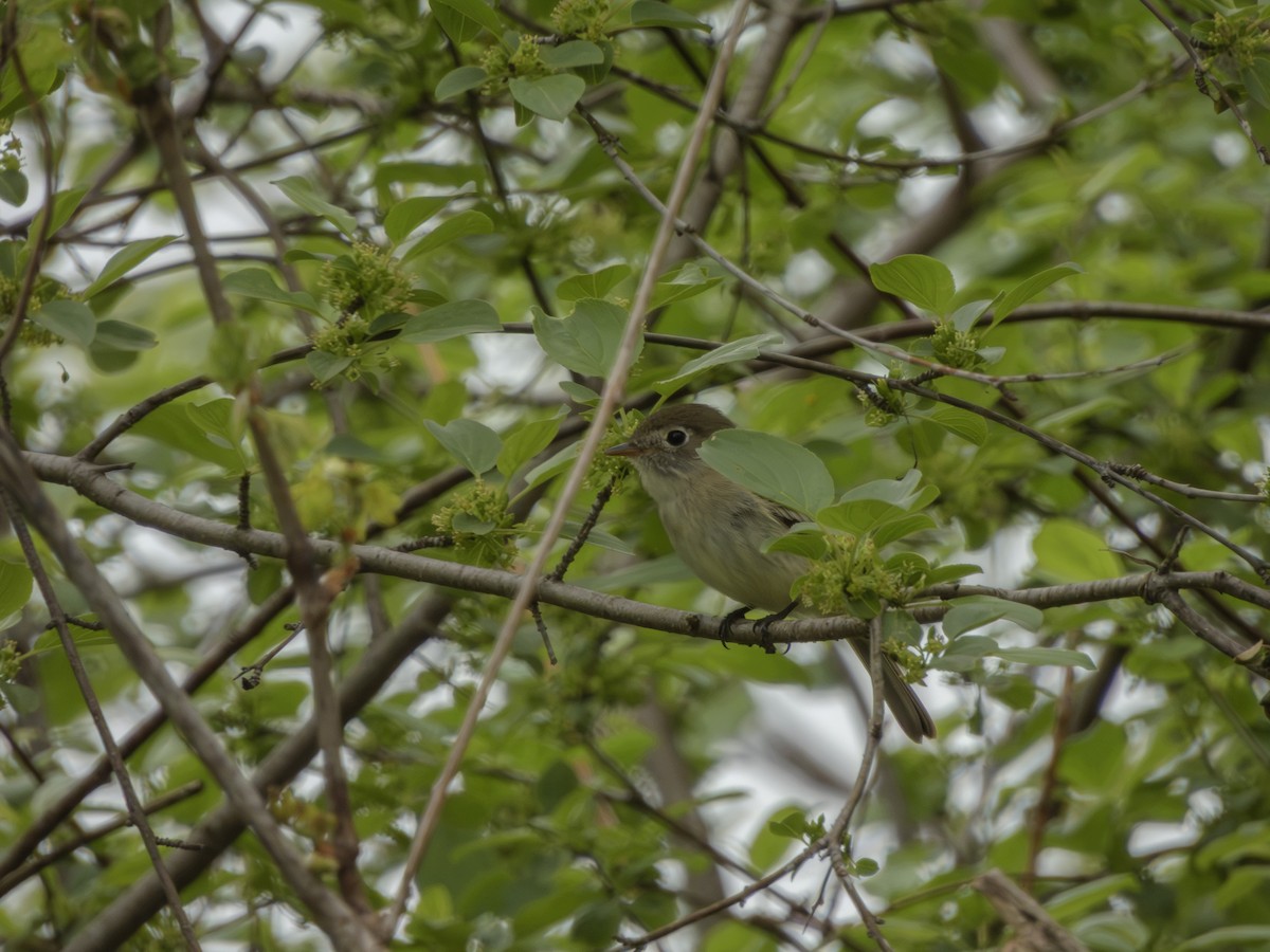 Піві-малюк сизий - ML635856490