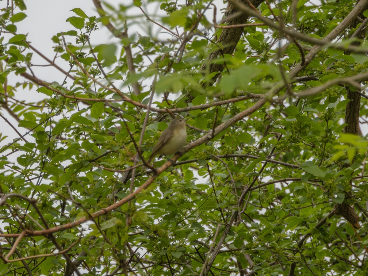 Eastern Warbling Vireo - ML635856547
