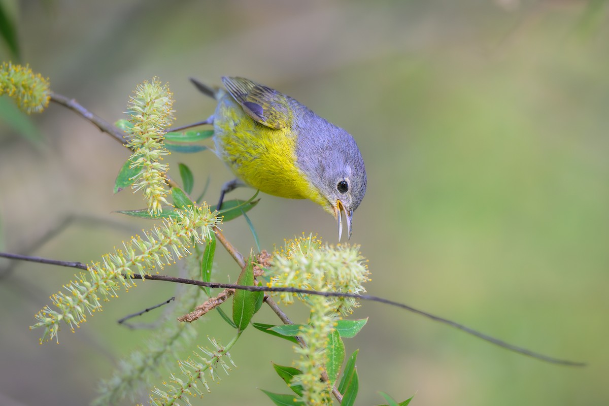 Nashville Warbler - ML635856560