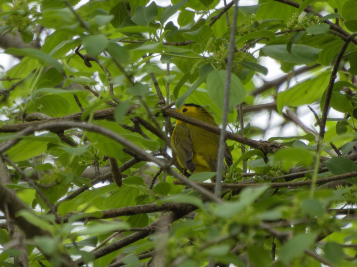 Болотянка мала - ML635856580