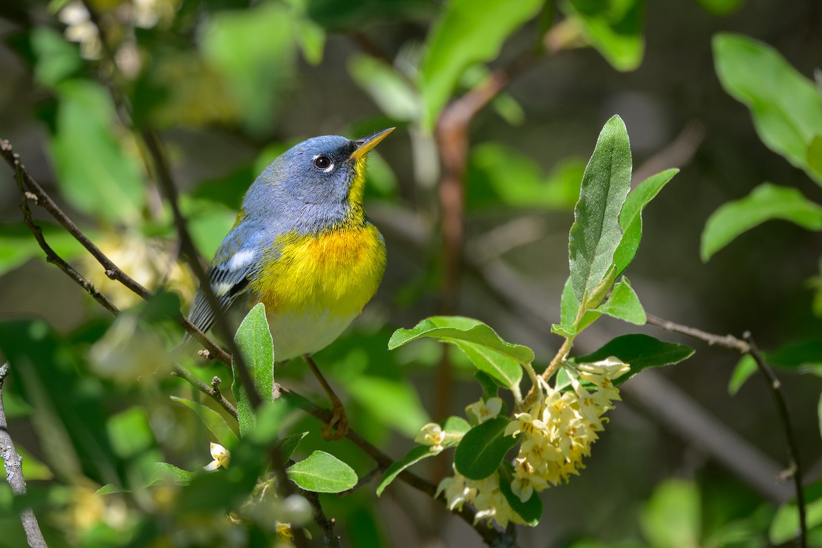 Northern Parula - ML635856684