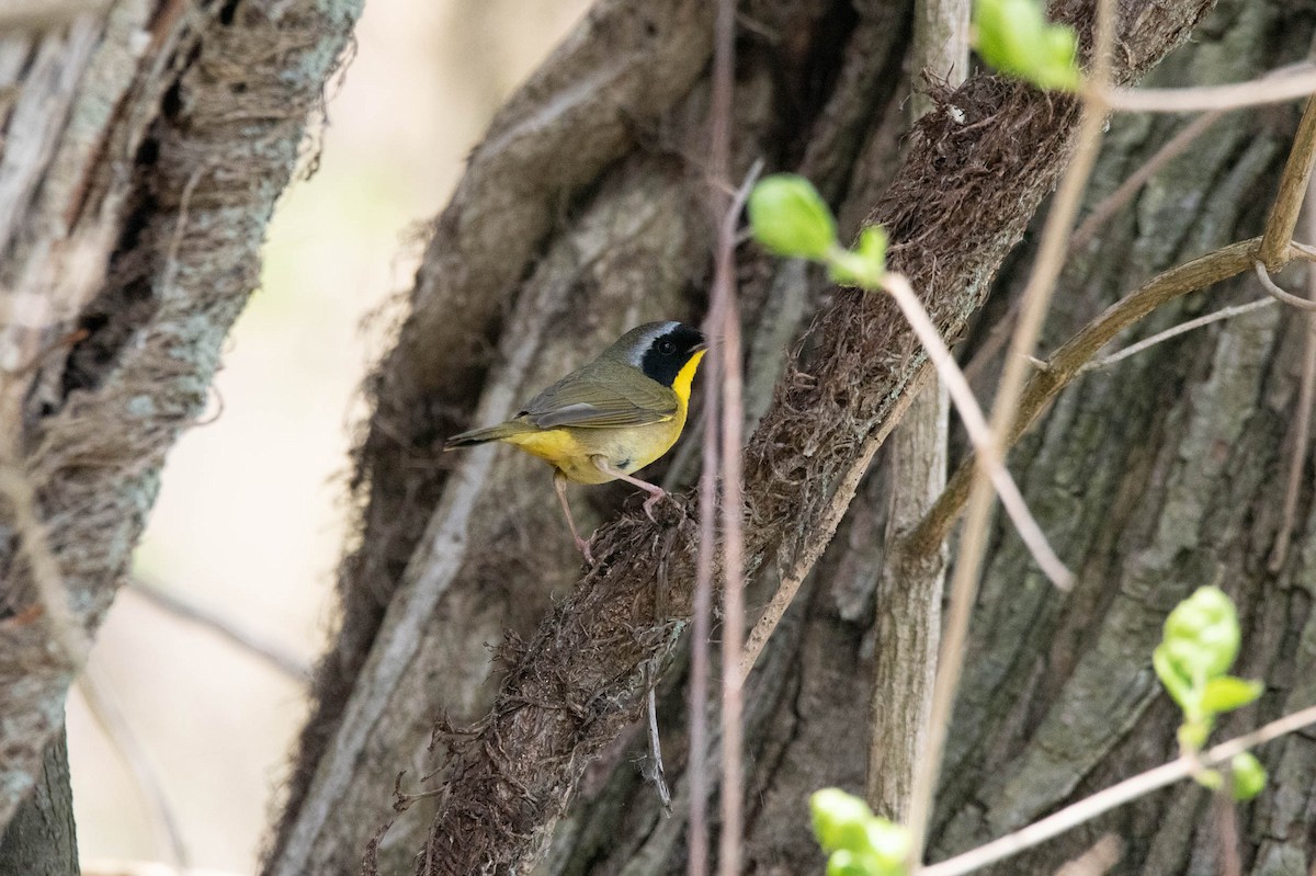 Common Yellowthroat - ML635856803
