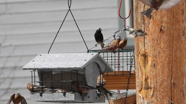 Brown-capped Rosy-Finch - ML635856863