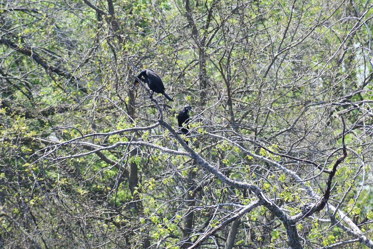 Neotropic Cormorant - ML635856969