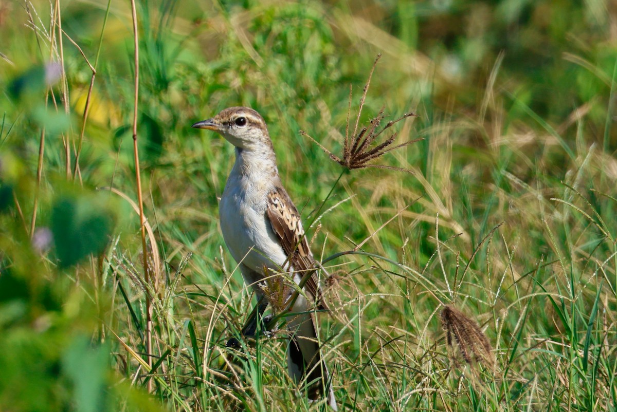 White-shouldered Triller - ML635856989