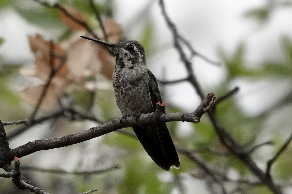 Rivoli's Hummingbird - ML635857059