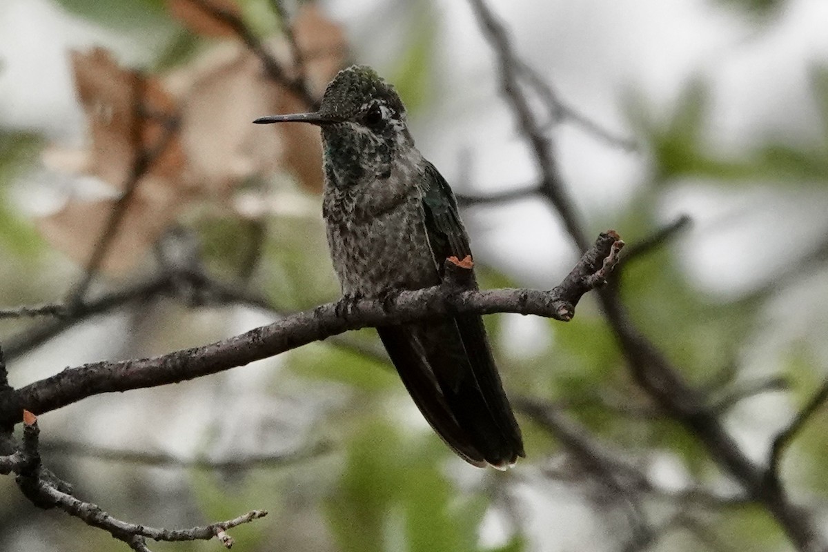 Rivoli's Hummingbird - ML635857060