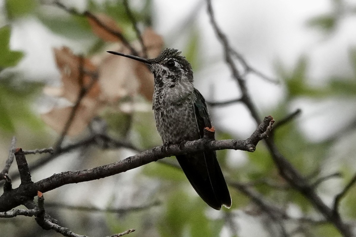 Rivoli's Hummingbird - ML635857061