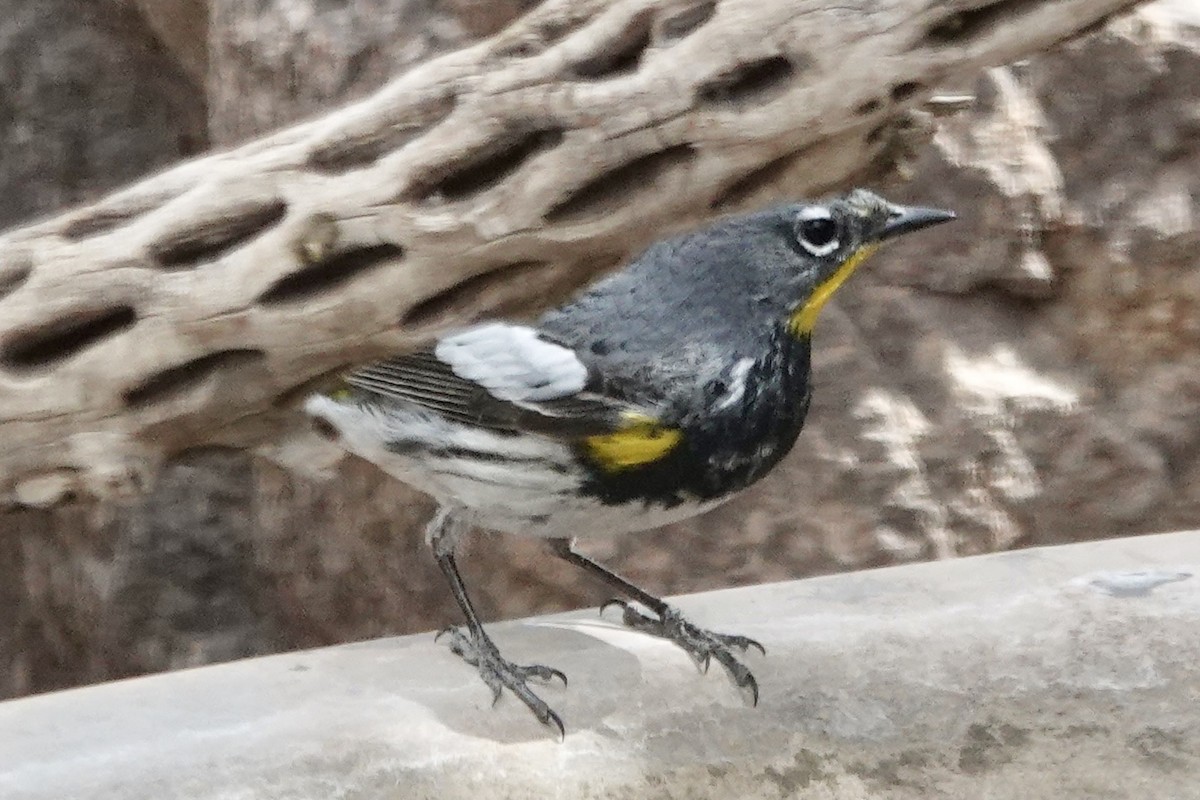 Yellow-rumped Warbler - ML635857103